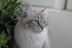 Uzgajivačnica Sibirskih - NEVA MASQUERADE mačaka